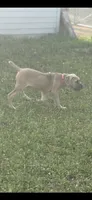 Mystique , a female Cane Corso for sale in Akron, OH – 1 of 7