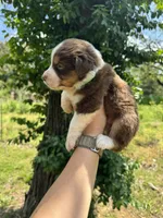 Tucker, a male Australian Shepherd for sale in Harrisburg, IL – Photo 4 of 4