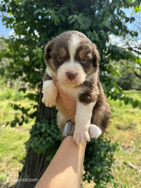 Tucker – Australian Shepherd puppy for sale in Harrisburg, IL