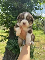 Tucker, a male Australian Shepherd for sale in Harrisburg, IL – Photo 2 of 4