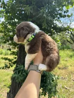 Tucker, a male Australian Shepherd for sale in Harrisburg, IL – Photo 3 of 4