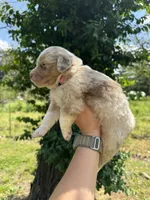 Maple, a female Australian Shepherd for sale in Harrisburg, IL – Photo 2 of 4