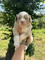 Maple, a female Australian Shepherd for sale in Harrisburg, IL – Photo 4 of 4