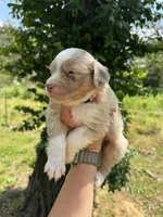 Maple, a female Australian Shepherd for sale in Harrisburg, IL – Photo 3 of 4