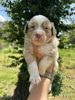 Maple, a female Australian Shepherd for sale in Harrisburg, IL – Photo 1 of 4