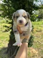 Willow , a female Australian Shepherd for sale in Harrisburg, IL – Photo 1 of 3