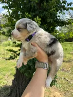 Willow , a female Australian Shepherd for sale in Harrisburg, IL – Photo 3 of 3