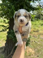 Willow , a female Australian Shepherd for sale in Harrisburg, IL – Photo 2 of 3