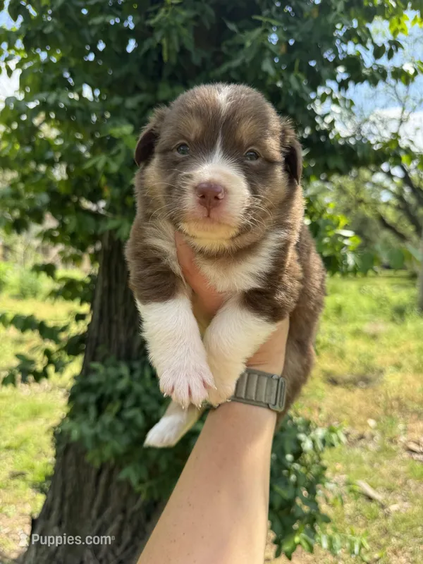 Rusty – Australian Shepherd puppy for sale in Harrisburg, IL