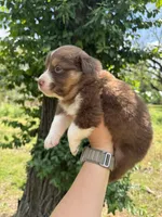 Rusty, a male Australian Shepherd for sale in Harrisburg, IL – Photo 3 of 4