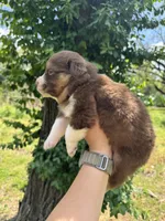 Rusty, a male Australian Shepherd for sale in Harrisburg, IL – Photo 4 of 4