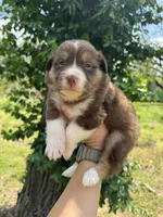Rusty, a male Australian Shepherd for sale in Harrisburg, IL – Photo 2 of 4