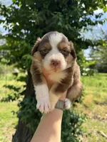 Bear , a female Australian Shepherd for sale in Harrisburg, IL – Photo 2 of 3