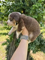 Bear , a female Australian Shepherd for sale in Harrisburg, IL – Photo 3 of 3
