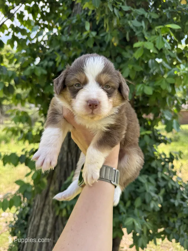 Bear  – Australian Shepherd puppy for sale in Harrisburg, IL