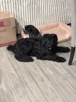 Prince, a male Giant Schnauzer for sale in San Antonio, TX – 3 of 5