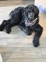 Prince, a male Giant Schnauzer for sale in San Antonio, TX – 4 of 5