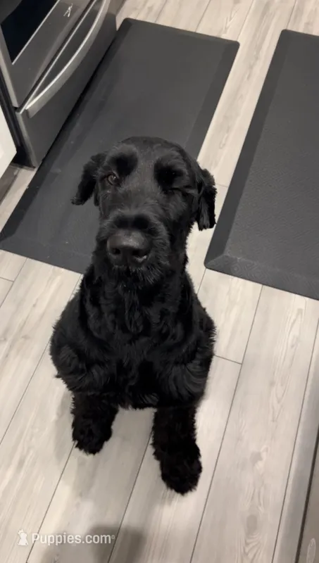 Prince – Giant Schnauzer puppy for sale in San Antonio, TX