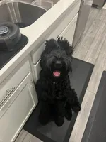 Prince, a male Giant Schnauzer for sale in San Antonio, TX – 2 of 5