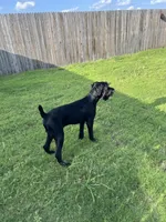 Prince, a male Giant Schnauzer for sale in San Antonio, TX – 5 of 5