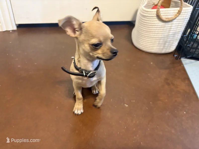 Pedro – Chihuahua puppy for sale in Stephenville, TX