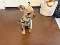 Pedro, a male Chihuahua for sale in Stephenville, TX – 1 of 4