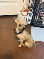 Pedro, a male Chihuahua for sale in Stephenville, TX – 2 of 4