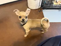 Pedro, a male Chihuahua for sale in Stephenville, TX – 4 of 4