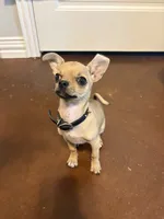 Pedro, a male Chihuahua for sale in Stephenville, TX – 3 of 4
