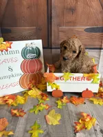 Eloise, a female Poodle - Standard  for sale in Panama City, FL – 4 of 6