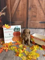 Benedict, a male Poodle - Standard  for sale in Panama City, FL – 4 of 4