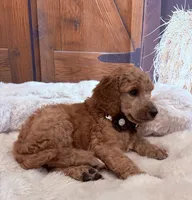 Eloise, a female Poodle - Standard  for sale in Panama City, FL – 2 of 6