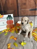 Gregory, a male Poodle - Standard  for sale in Panama City, FL – 2 of 4