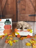 Gregory, a male Poodle - Standard  for sale in Panama City, FL – 3 of 4