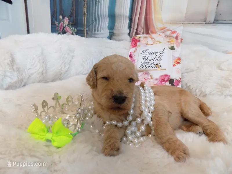 Francheska – Poodle - Standard  puppy for sale in Panama City, FL
