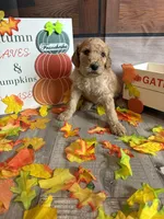 Francheska, a female Poodle - Standard  for sale in Panama City, FL – 3 of 4