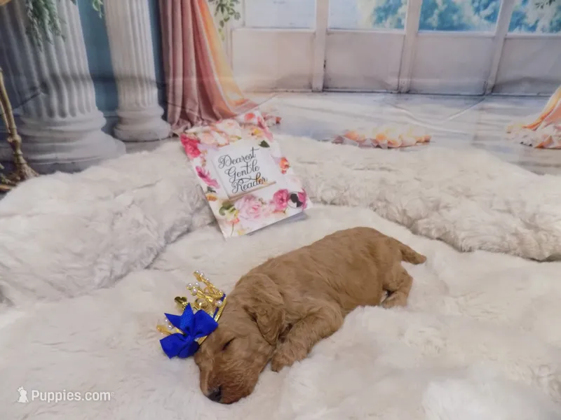 Anthony – Poodle - Standard  puppy for sale in Panama City, FL