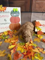 Francheska, a female Poodle - Standard  for sale in Panama City, FL – 4 of 4