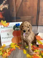 Anthony, a male Poodle - Standard  for sale in Panama City, FL – 3 of 4