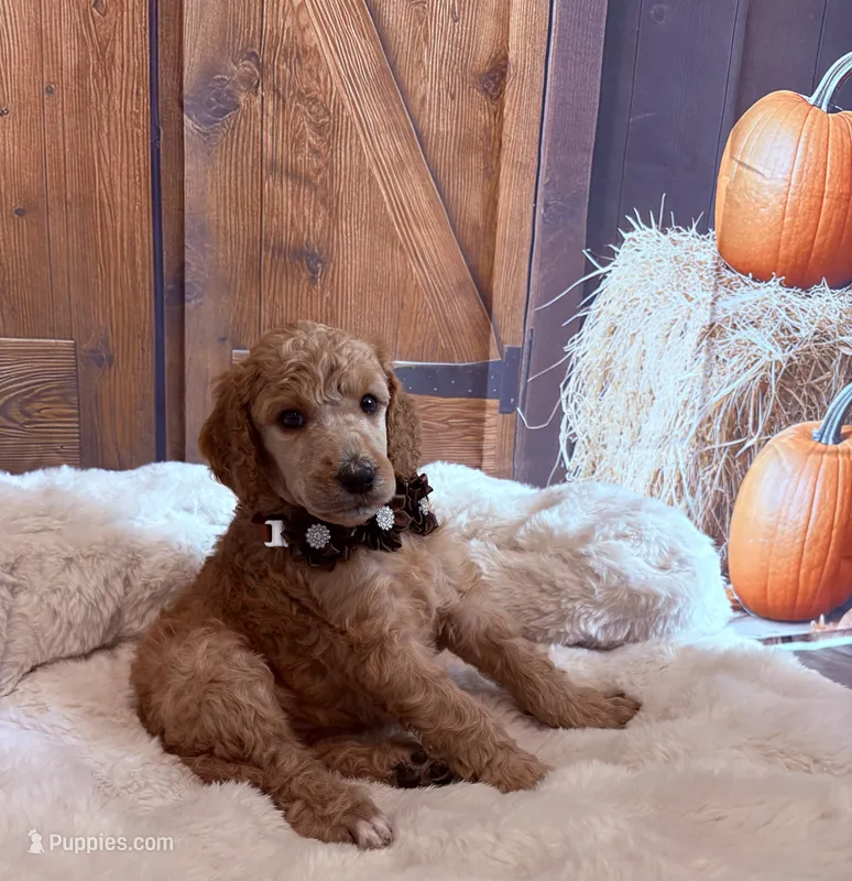 Eloise – Poodle - Standard  puppy for sale in Panama City, FL