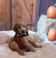 Eloise, a female Poodle - Standard  for sale in Panama City, FL – 1 of 6