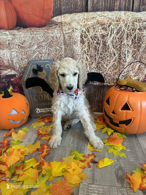 Gregory – Poodle - Standard  puppy for sale in Panama City, FL