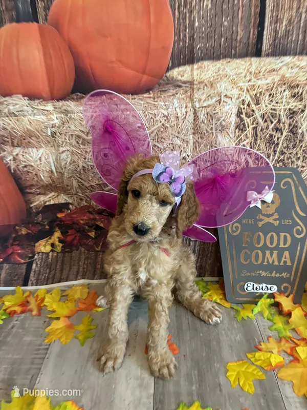 Eloise – Poodle - Standard  puppy for sale in Panama City, FL