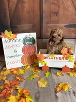 Eloise, a female Poodle - Standard  for sale in Panama City, FL – 5 of 6