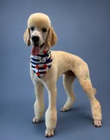 Eloise/Gray Collar Girl, a male Poodle - Standard  for sale in Panama City, FL – 3 of 3