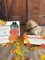 Gregory, a male Poodle - Standard  for sale in Panama City, FL – 4 of 4