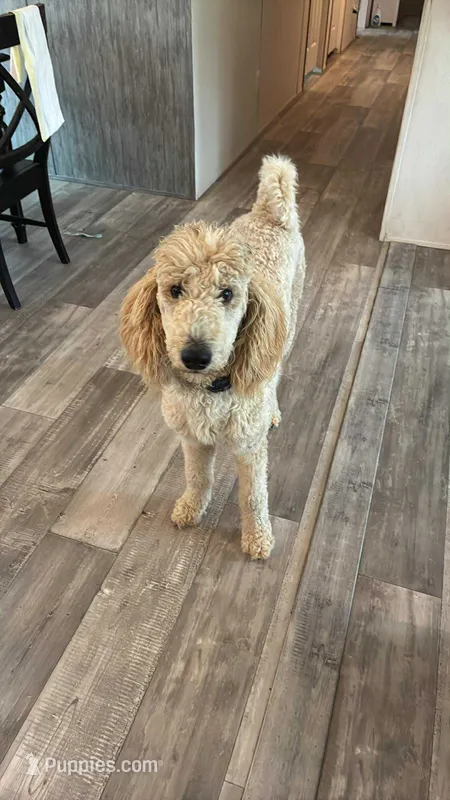 Max – Poodle - Standard  puppy for sale in Panama City, FL