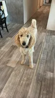 Max, a male Poodle - Standard  for sale in Panama City, FL – 1 of 1