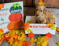 Francheska, a female Poodle - Standard  for sale in Panama City, FL – 2 of 4