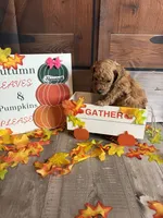 Hyacinth, a female Poodle - Standard  for sale in Panama City, FL – 4 of 5